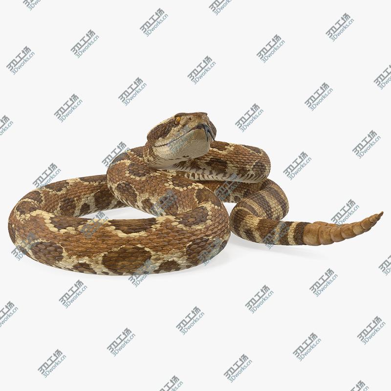 images/goods_img/202104023/Rattlesnake Rigged 3D model/1.jpg